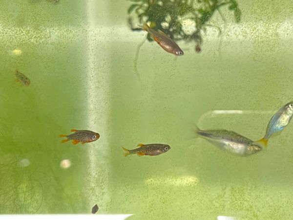 Celestial Pearl Danio CPD aka Galaxy Rasbora (Danio Margaritatus)
