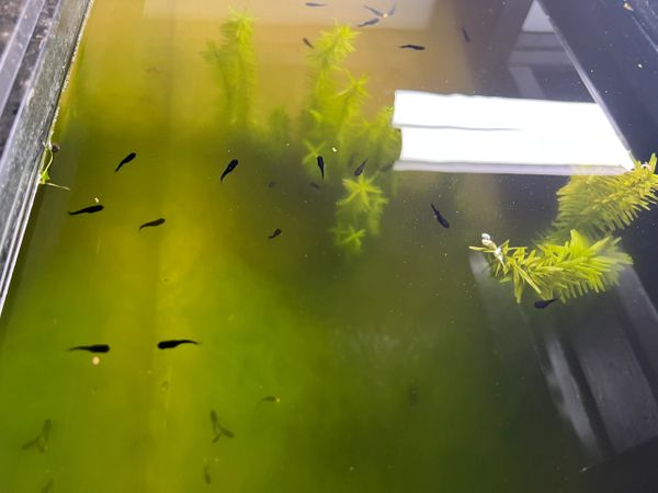 Black Molly Livebearer