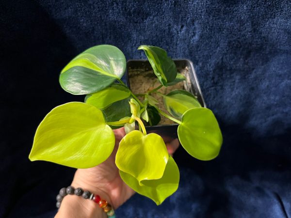 Brasil Philodendron (Various Sizes & Colors)