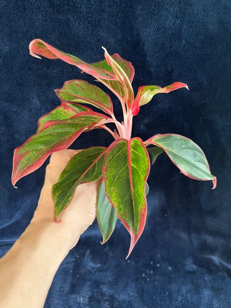 Red Chinese Evergreen Rooted Cuttings