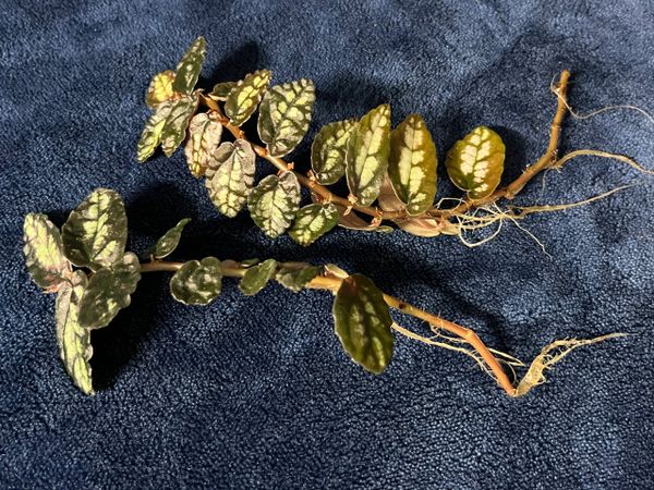 Polynesian Ivy (Various Sizes)