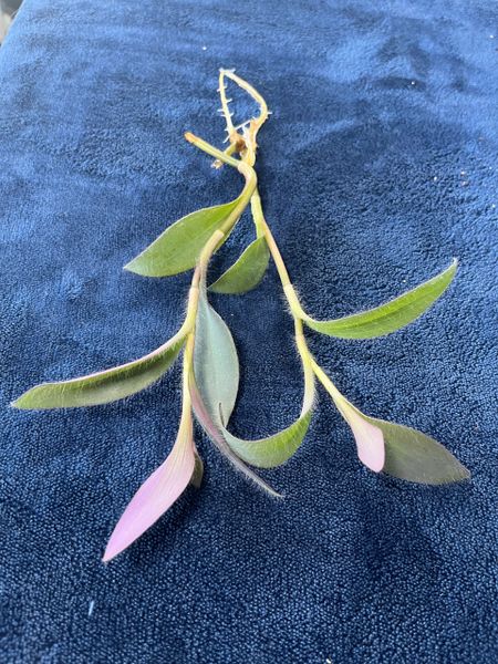 2x Purple Heart Wandering Jew Rooted Cutting