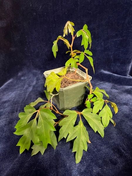 Cissus Rhombifolia Grape Ivy (Various Sizes)