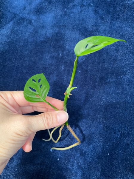 Monstera Adansonii Rooted Cuttings