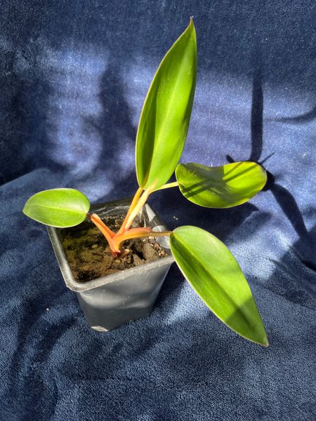 Red Emerald Philodendron Potted Starter Plant