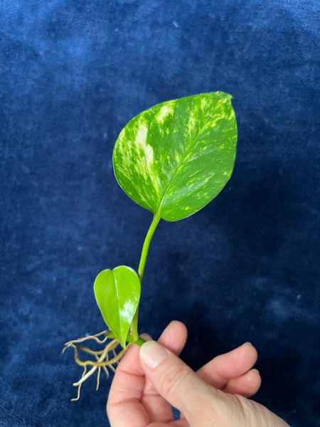 Devil's Ivy Pothos (Various Colors & Sizes)