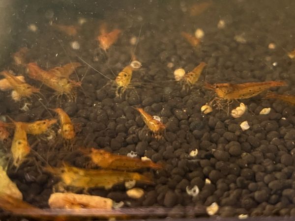 Tangerine Tiger Shrimp Caridina