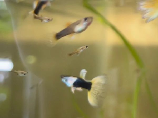 Black and Yellow Thai Tuxedo Guppy Pair