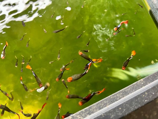 Koi Guppies Black and Red Pair M/F