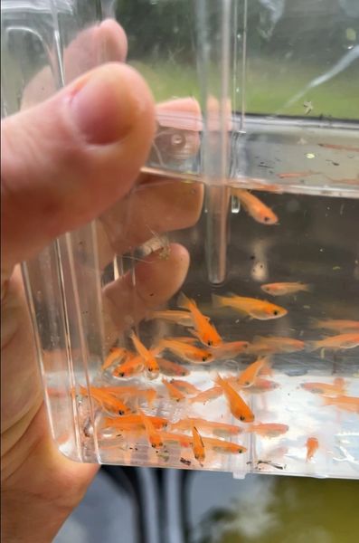King Yama Red Orange Ricefish Japanese Medaka