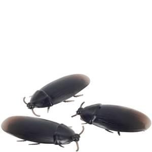 BOGO SALE - Fake Cockroaches Prank, Realistic Looking, 2in - 3 Roaches
