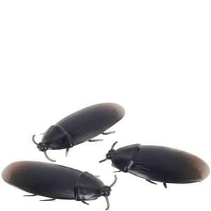 *Fake Cockroach Prank, Realistic Looking, 2in - 3 Roaches