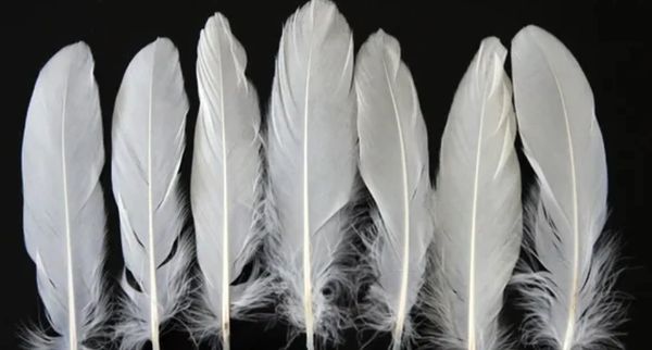 Medium White Satiety Goose Quill, Feathers, 40pcs