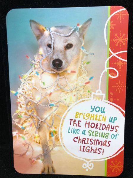 Merry Christmas Card, Dog in Decorated in String Lights - by Ambassador - 1ct