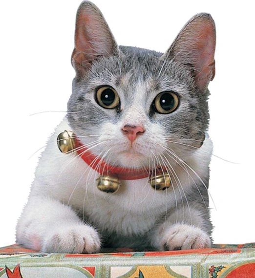 *Christmas Jingle Bell Cat/Pet Collar - Holiday Sale