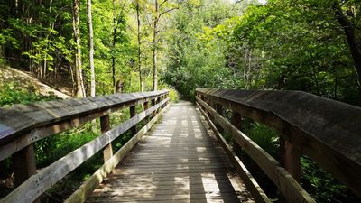 Wood bridge with light and shadows in forest