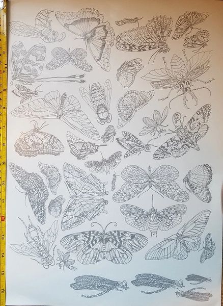 sku#4502 Decal - Butterflies, Dragonflies, Moths and Bugs