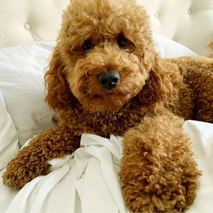 Are Goldendoodles Hyper