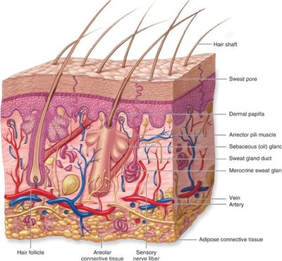 Detailed cross-section of human skin with labeled parts.