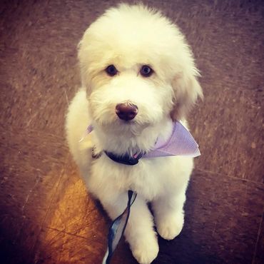 Past F1 Aussiedoodle 