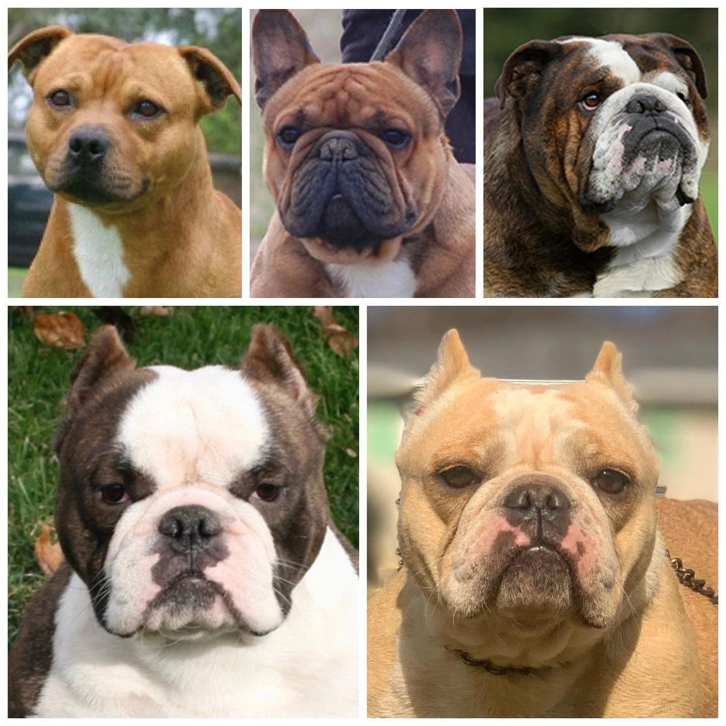 The Shortybull Look vs English, French, and Staffy Look