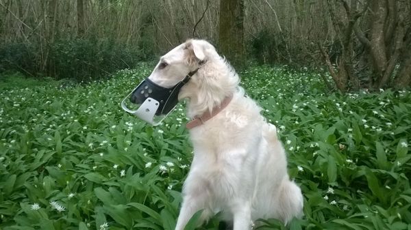 A friend's Borzoi in a creative Halloween costume incorporating his muzzle!  : r/muzzledogs