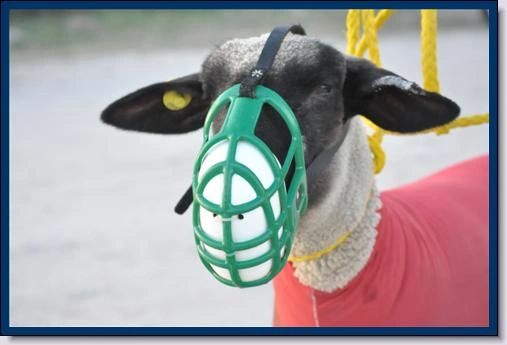 Lamb muzzle outlet