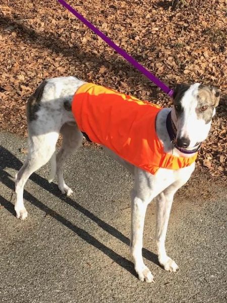 High Visibility Greyhound Vests