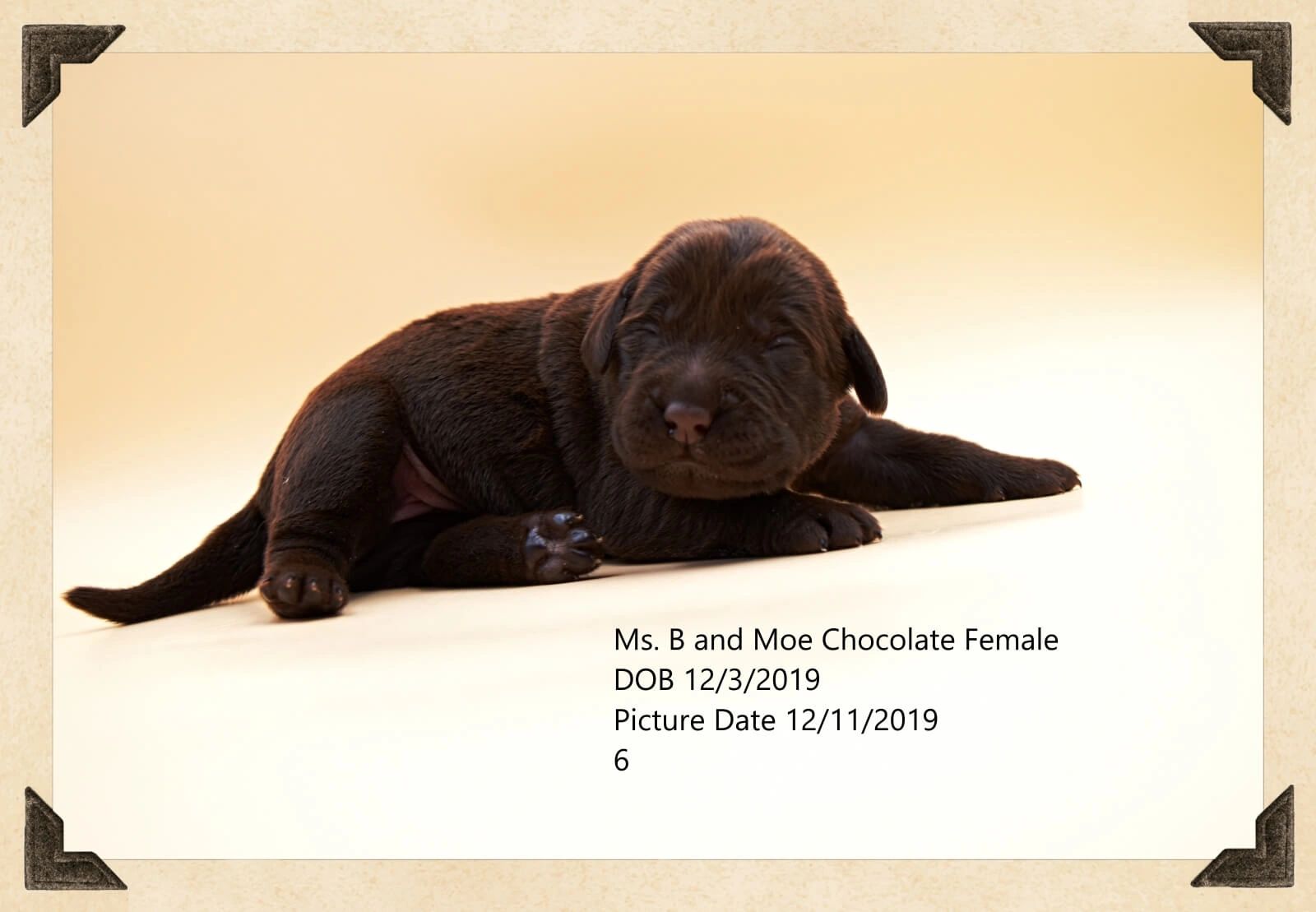 Chocolate labrador puppy for sale