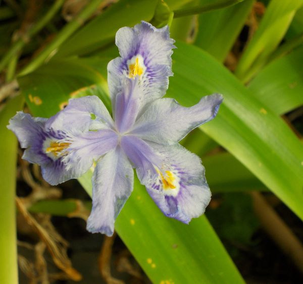 Half-hardy perennials