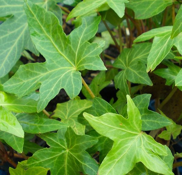 kriechende kanonierblume Pilea Depressa  Monjungle