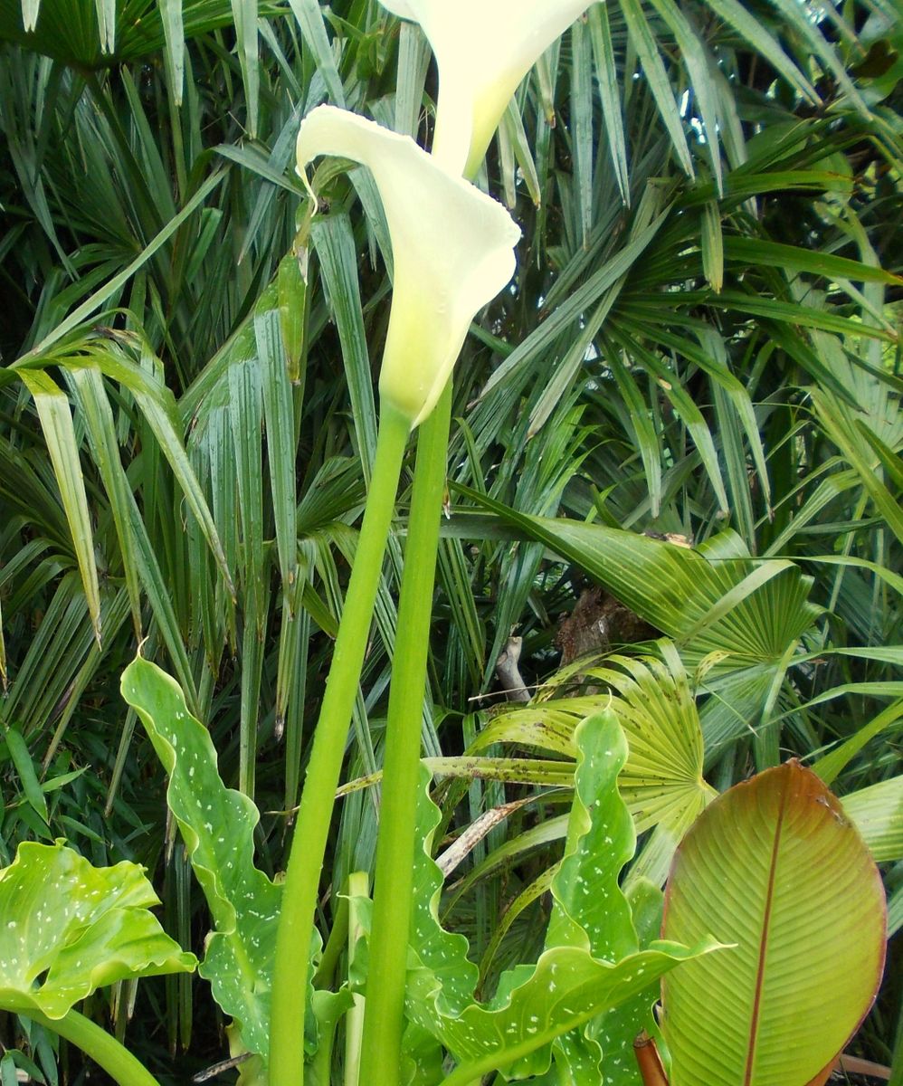 Zantedeschia aethiopica 'Giant White Spotted' or not!