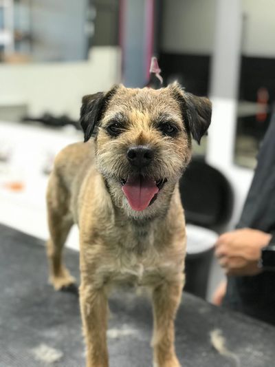hand stripping border terrier near me