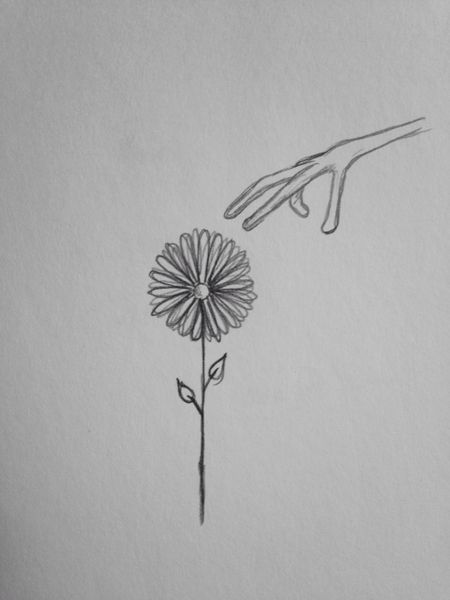 Flower 9x6" graphite drawing