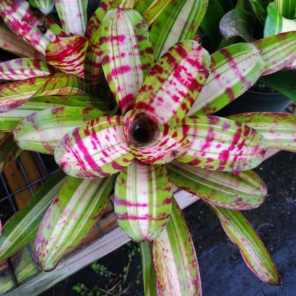 Neoregelia Hopscotch