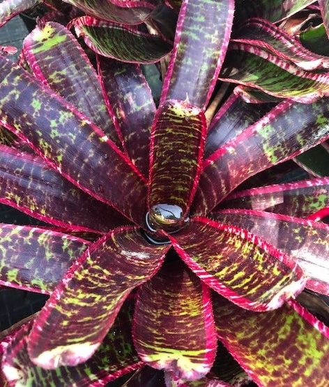 Neoregelia Lucifer