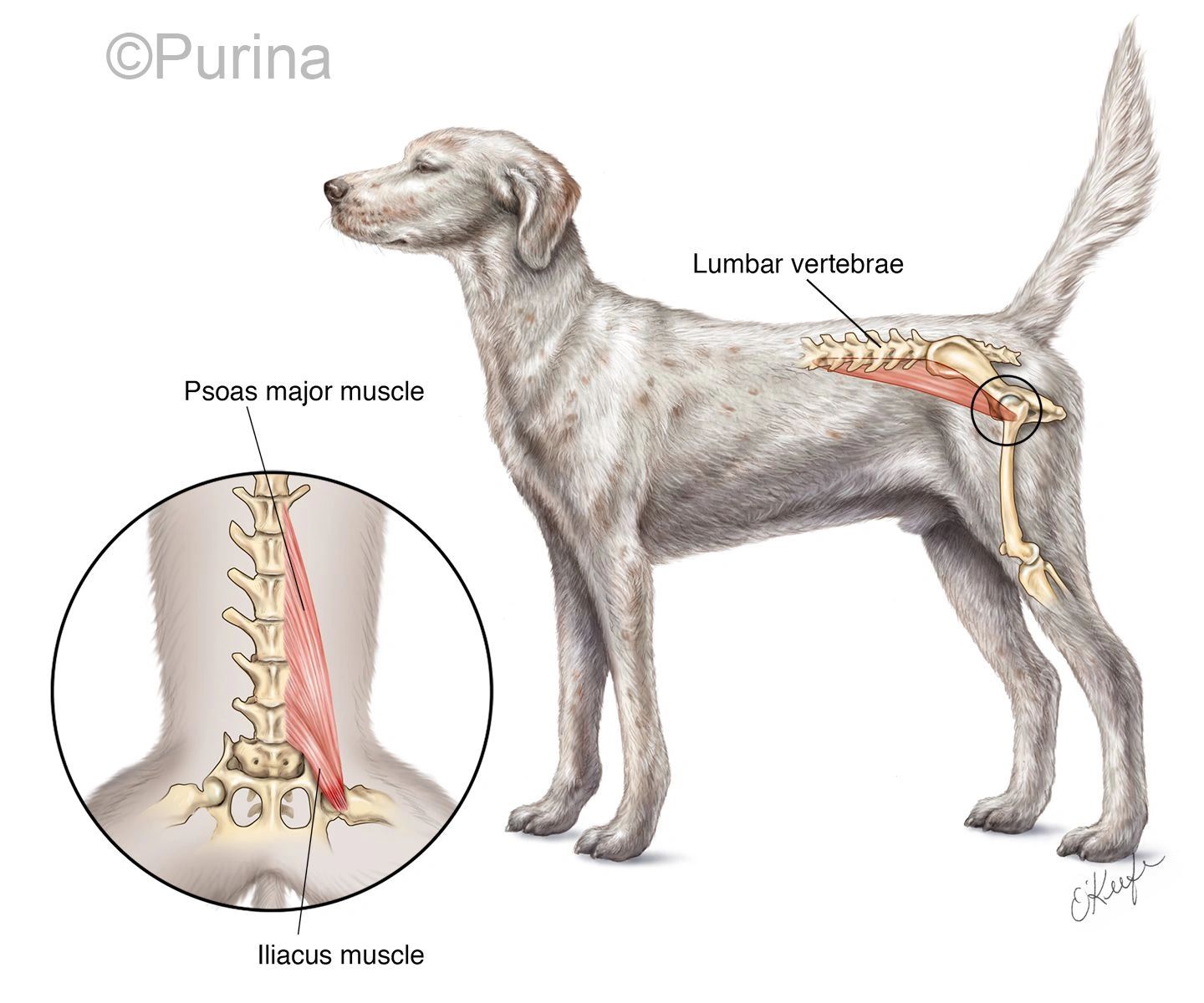 Muscle Actions Of The Legs During Locomotion Of The Dog 43 OFF muscle-actions-of-the-legs-during-locomotion-of-the-dog-43-off