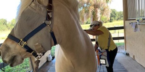 Sonnyrae Laser Therapy session of Cold Laser Therapy at Corkscrew Equestrian Center in Fort Myers, FL.