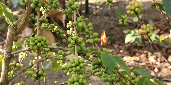 Arabica Kilimanjaro Coffee bean growing in Mount Kilimanjaro Volcanic soil in Tanzania Africa