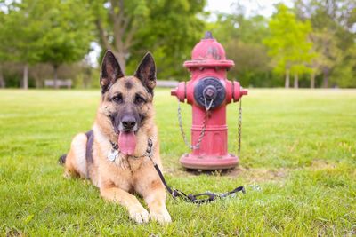 German Shepherd dog lying down beside a fire hydrant