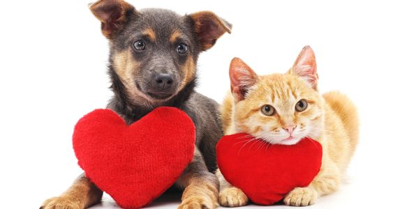 Dog and cat holding heart-shaped pillows