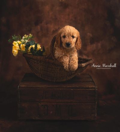 goldendoodle pup posh puppy