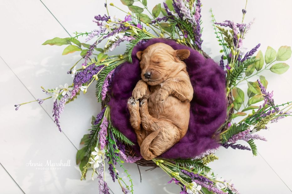 goldendoodle puppy for sale london
goldendoodle licensed breeder
goldendoodle puppy for sale uk
