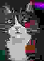 image47