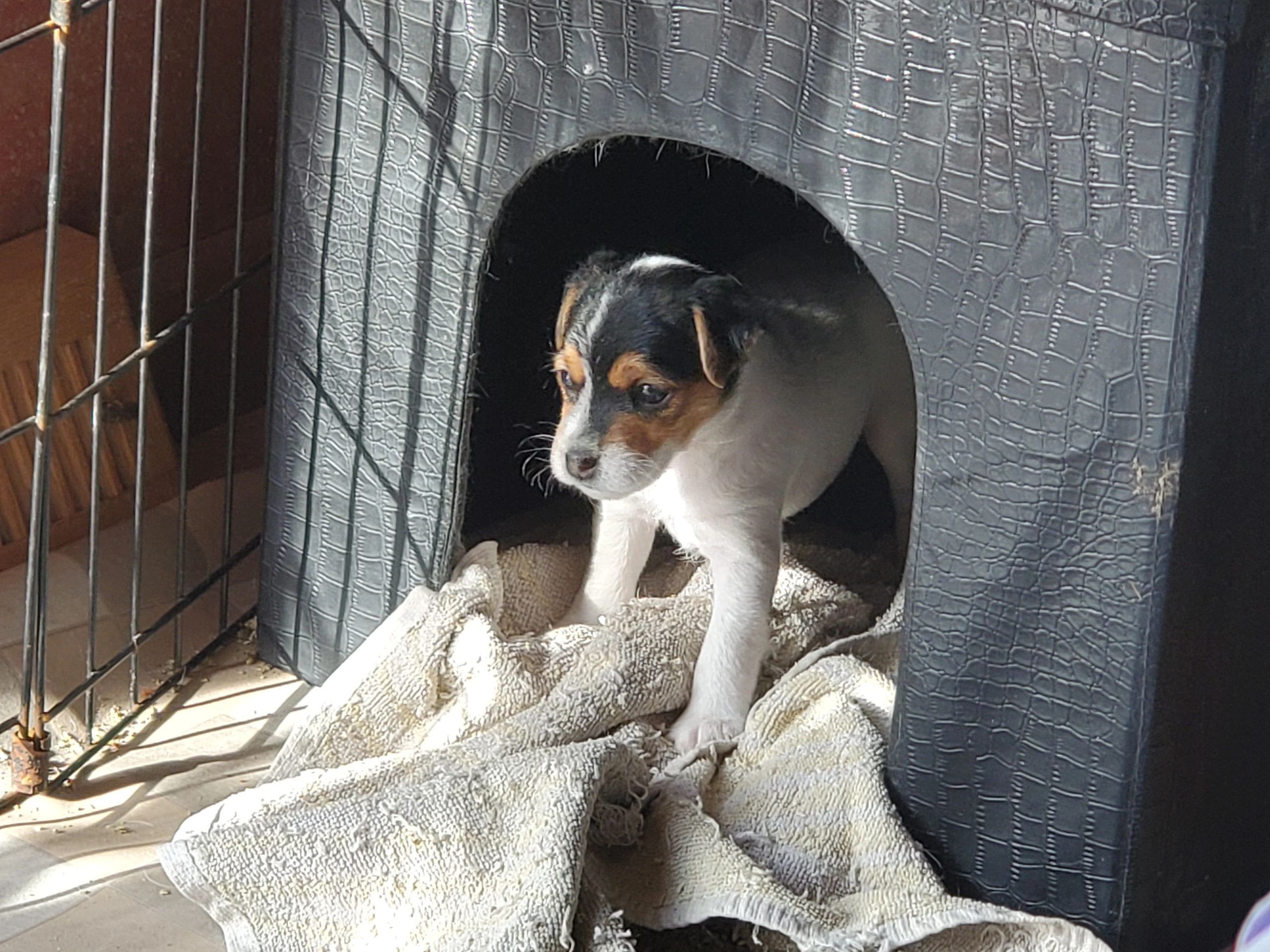 Reynard Farm And Kennel Horses Ponies, Jack Russells