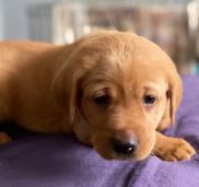 Riven Rock Reds Red Labradoodles Pet Store