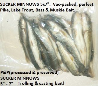 minnows sucker bait