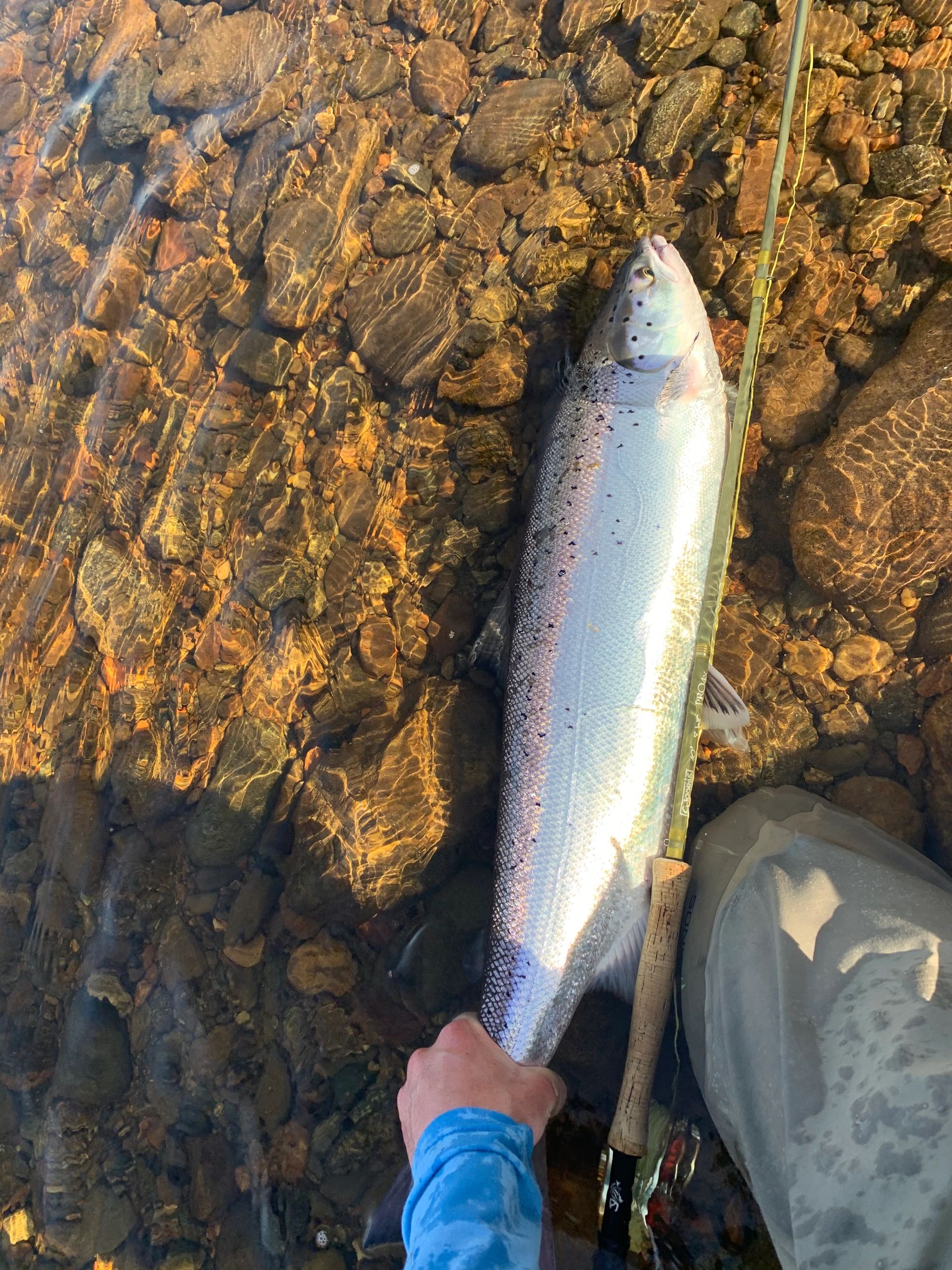 Newfoundland Spey: Single-Handed Spey for Atlantic Salmon