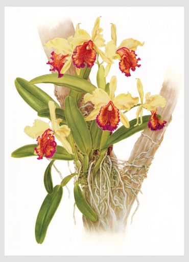 Cattleya dowiana aurea "Kathleen", AM/AOS, watercolor. Available as 
limited edition Giclee print, 1