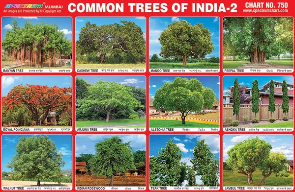 chart-no-750-common-trees-of-india-2